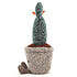 Acheter Jellycat Silly Succulent Prickly Pear Cactus