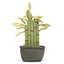 Avis Jellycat Amuseable Potted Bamboo