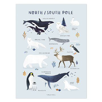 Achat Affiches et posters Affiche North & South Poles