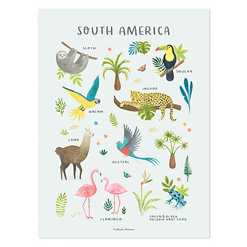 Achat Affiches et posters Affiche Animals From South America