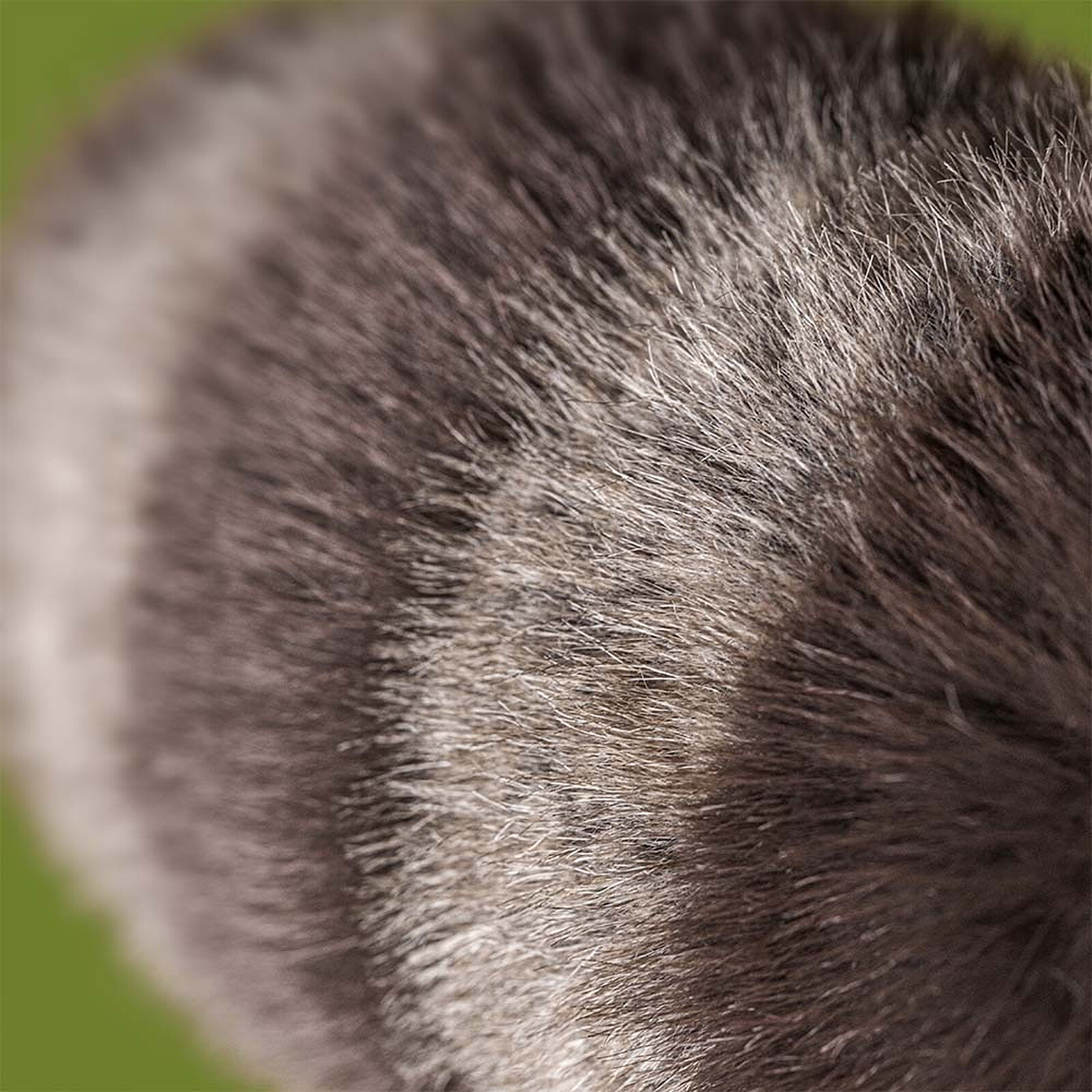 Peluche