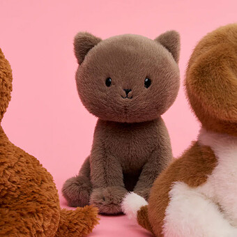 Freddy le British Shorthair avec Boîte Cadeau