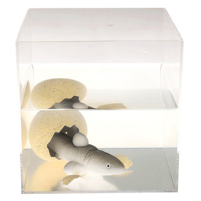 Avis Oeuf Magique Requin