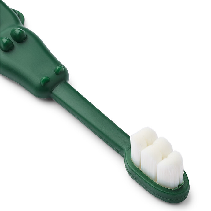 Dentition