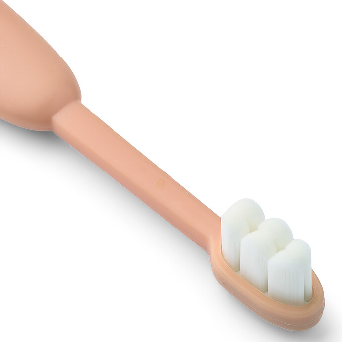 Dentition