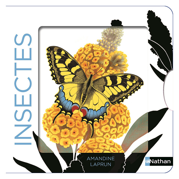 Insectes Nathan Editions